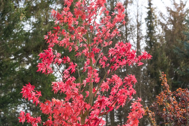 Japanese Maple Planting detail