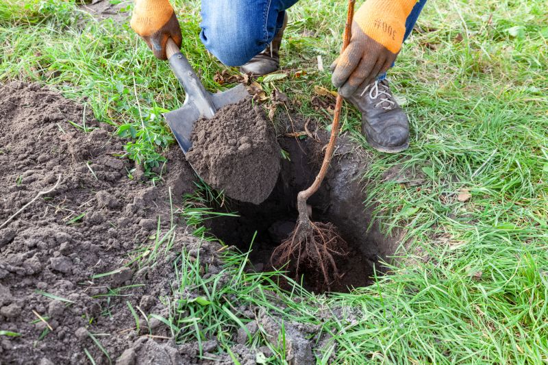 Japanese Maple Planting detail